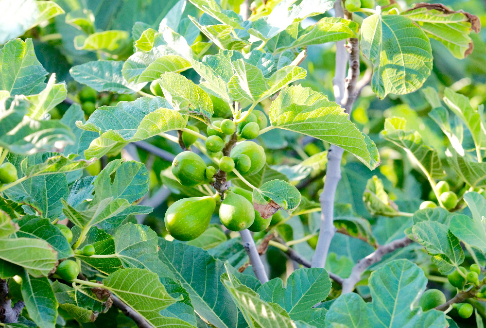Capperi